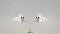 Flexi Bunny